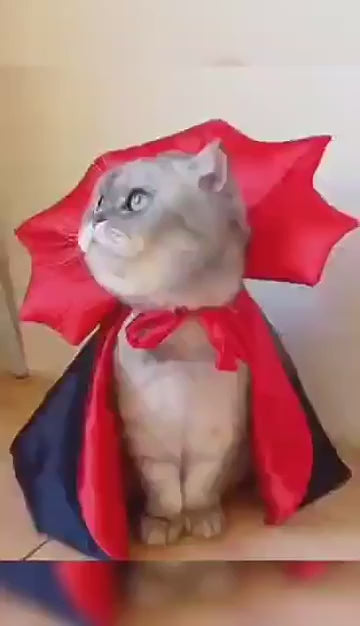 Funny Halloween Pet Costume – Vampire Cape for Dogs & Cats – Small Dog & Puppy Cosplay Outfit